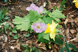 草津・湯畑近くの薬師様で見かけた白根葵